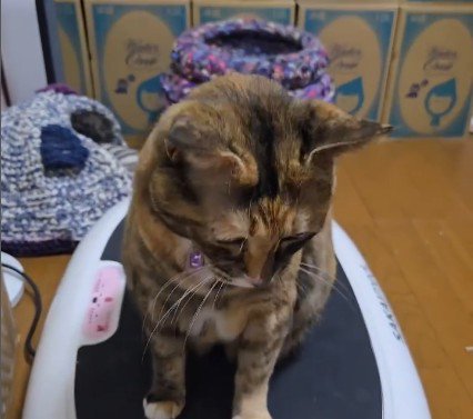 ブルブルマシンの上に乗っている猫