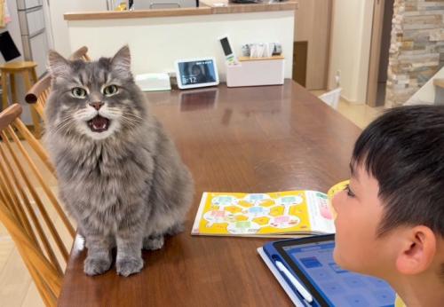 男の子とテーブルの上の猫