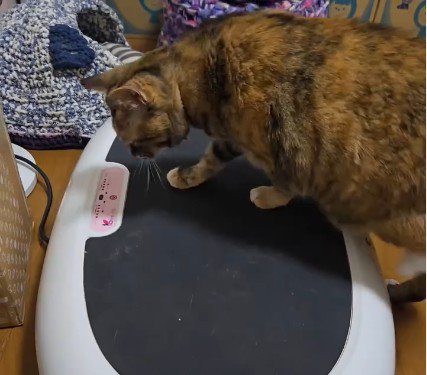ブルブルマシンの上に乗っている猫