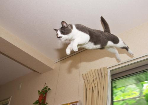 空飛ぶネコ