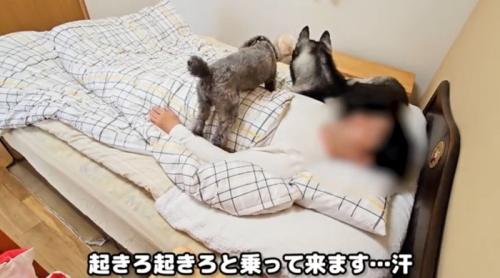 ベッドに寝ている飼い主とそばにいる犬猫たち