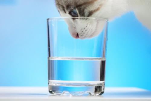 コップの中の水を覗き込む猫