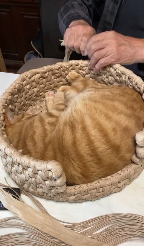 カメラに背中を向けて猫ちぐらの中でくつろぐ猫