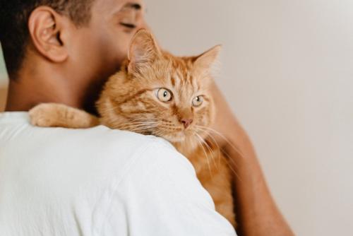 抱っこされる猫