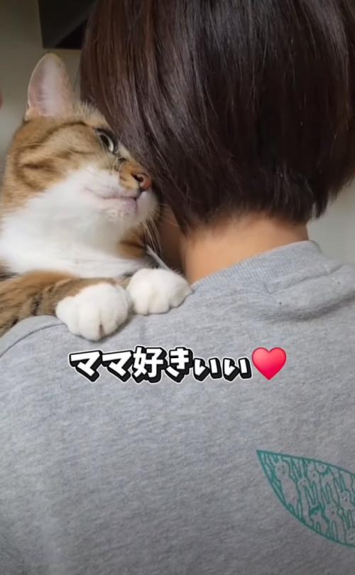 甘える猫