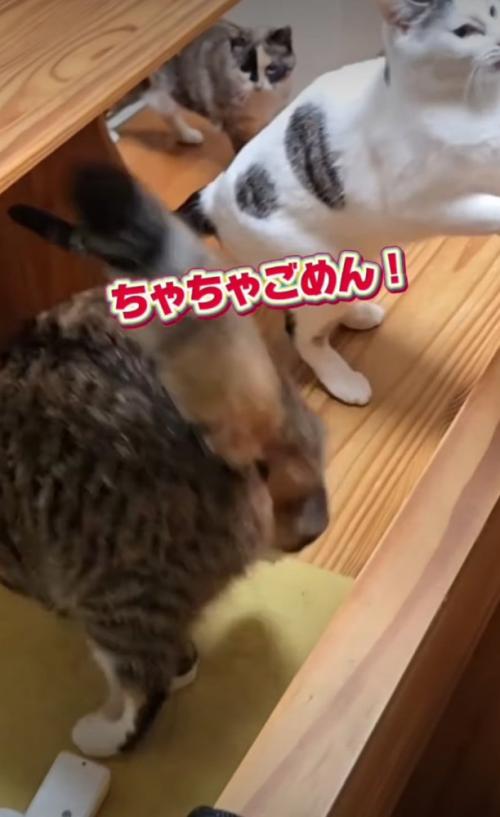 降りる猫