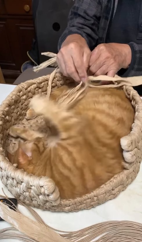 右前足がブレた制作途中の猫ちぐらの中にいる猫