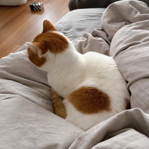布団に乗る猫の後ろ姿