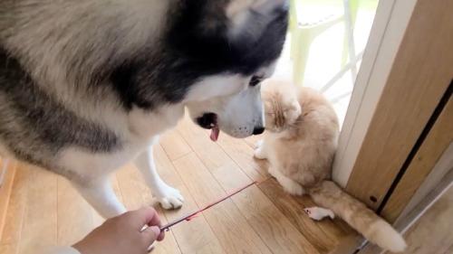 猫じゃらしで遊ぶ犬と猫