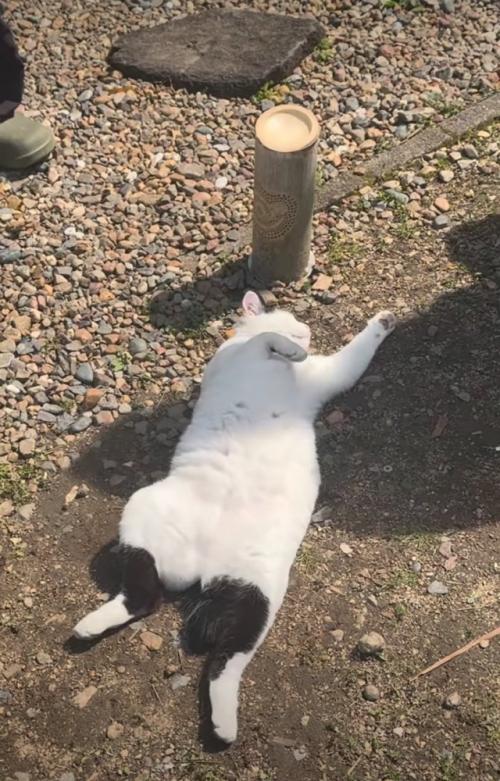 日向ぼっこする猫4