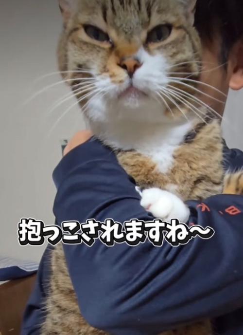 抱っこされる猫2