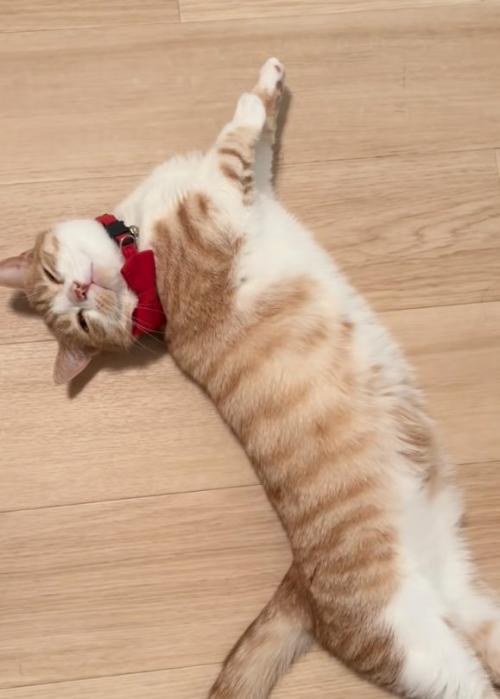 あざとい猫