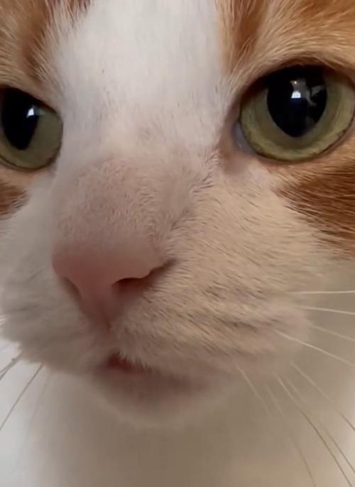 猫の顔