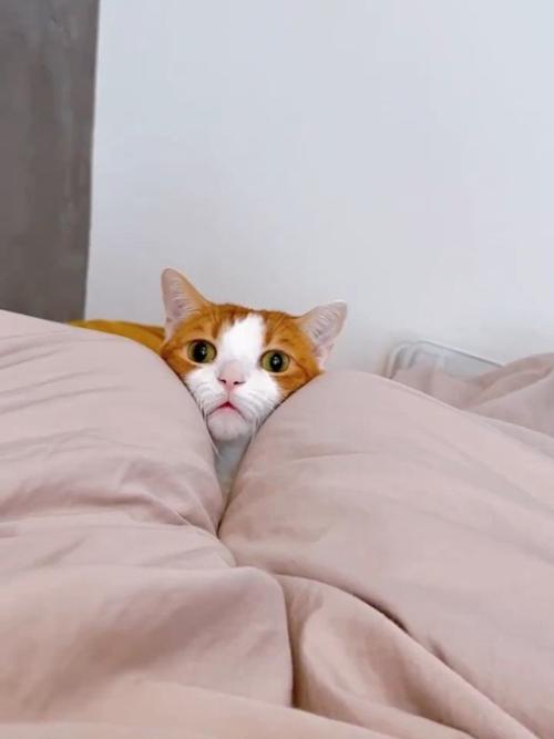 顔を挟まれる猫