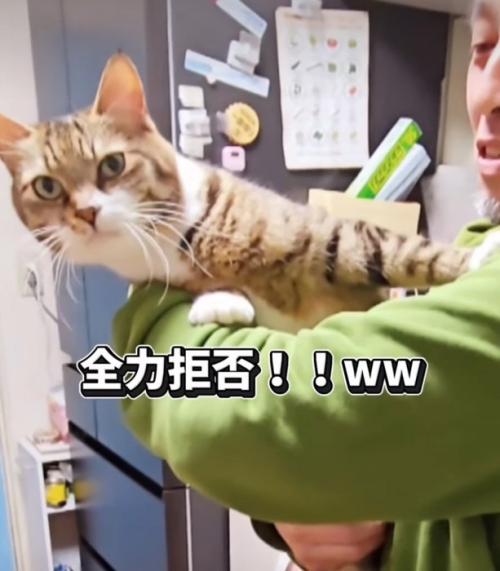 拒否する猫2