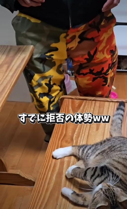 抱っこを拒否する猫
