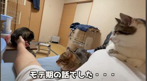 3匹の猫