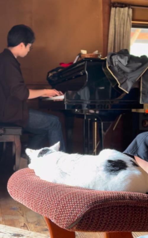 ピアノの演奏を聴く猫