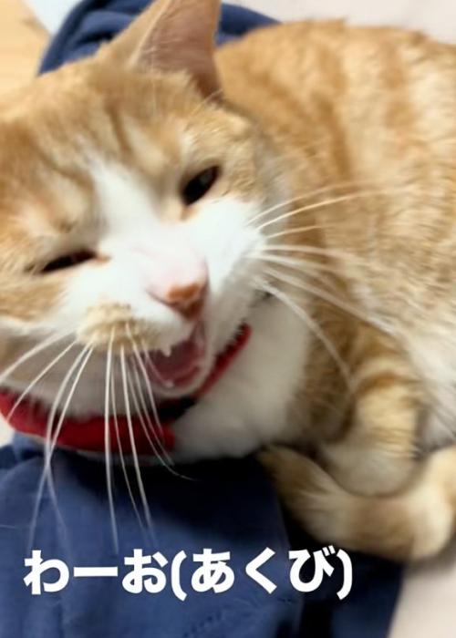 あくびする猫