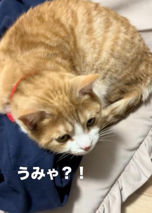 気付く猫