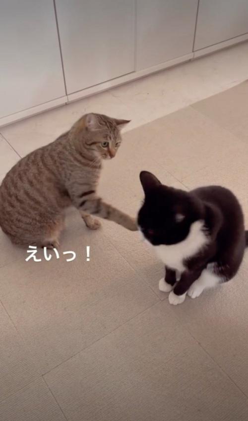 黒白にタッチするキジ猫