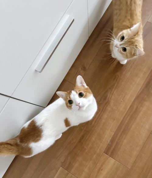 見上げる2匹の猫
