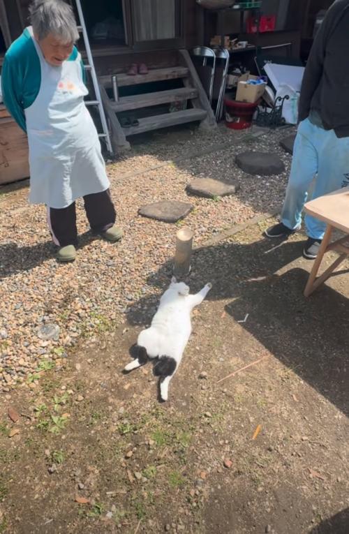 日向ぼっこする猫2