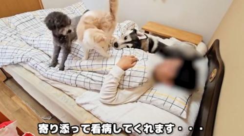 ベッドに寝ている飼い主とそばにいる犬猫たち