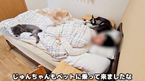 ベッドに寝ている飼い主とそばにいる犬猫たち