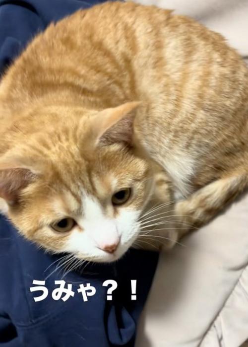 返事する猫