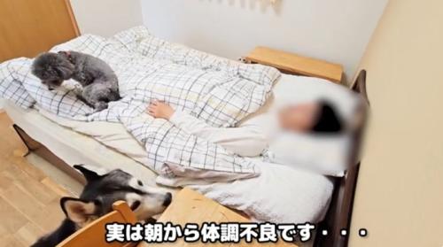 ベッドに寝ている飼い主とそばにいる犬たち