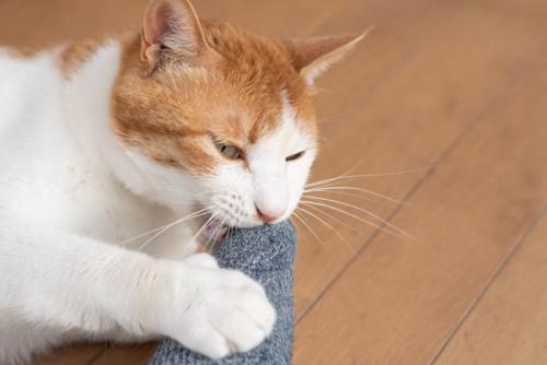足に甘噛みする猫