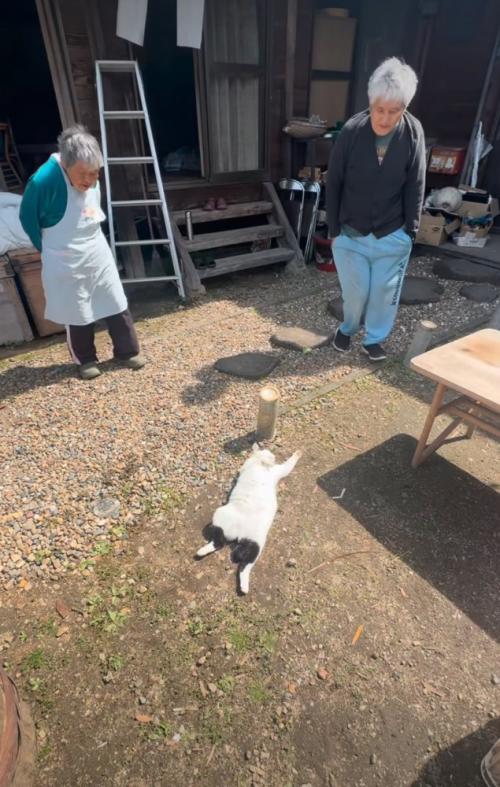 日向ぼっこする猫