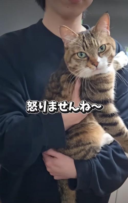 抱っこされる猫