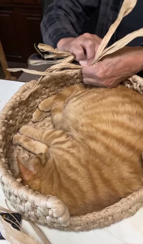 編んでいる途中の猫ちぐらに入って両手両足を揃えて寝ている猫