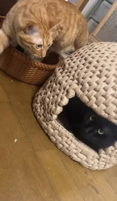 猫ちぐらの中にいる黒猫と左隣にいる茶トラ猫