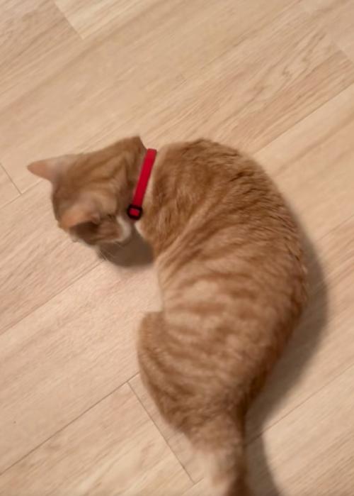 落ち着かない猫