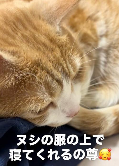 寝る猫