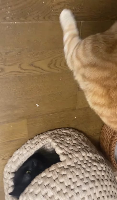猫ちぐらの中にいる黒猫と右側で見切れている茶トラ猫