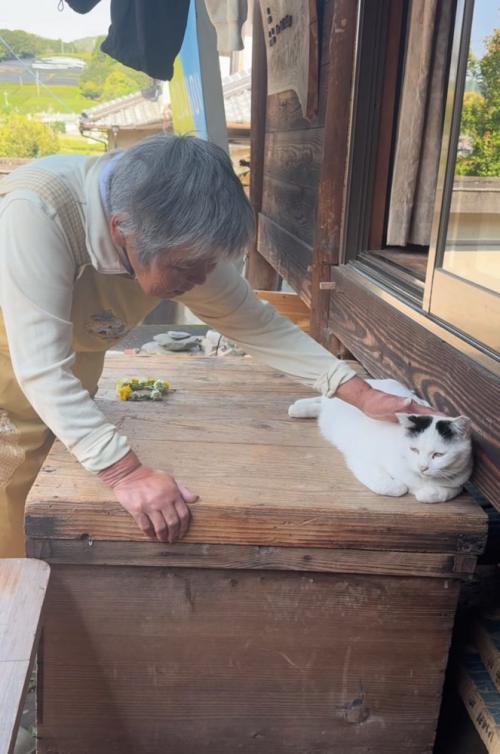 撫でられる猫