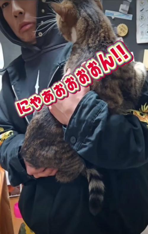 激怒する猫
