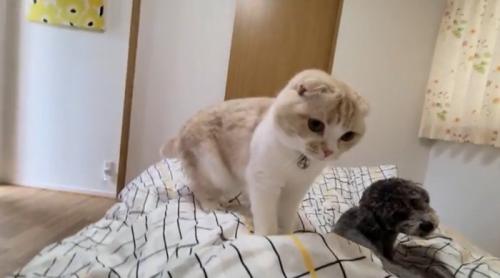 ベッドに寝ている飼い主とそばにいる猫