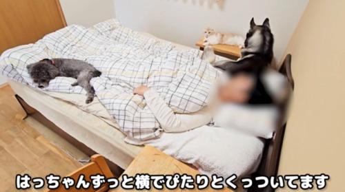 ベッドに寝ている飼い主とそばにいる犬猫たち