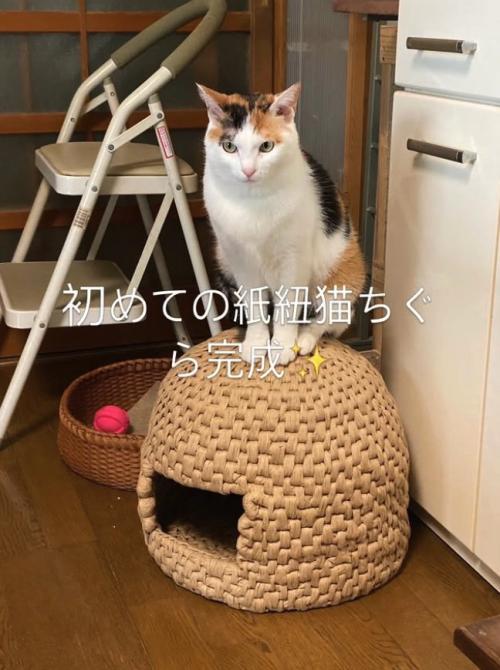 猫ちぐらの上でお座りをしている三毛猫