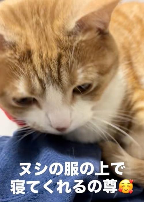 俯く猫