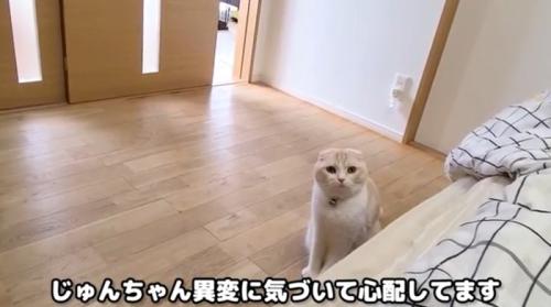飼い主を見ている猫