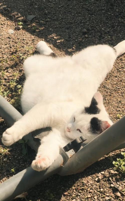 日向ぼっこする猫