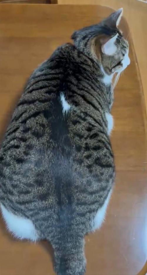 伏せる猫