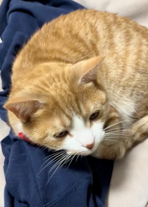 眠そうな猫
