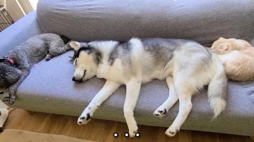 昼寝をする犬と猫